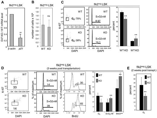Figure 5. E47 null HSCs displayed hyperproliferation under steady state and after transplantation stress. (A) Flk2− LSKs from WT and E47 KO littermates were sorted by flow cytometry, and the expression of p21 and β-actin was examined by quantitative reverse-transcription PCR. The data are presented as KO/WT ratios for each transcript (n = 4 independent sorts). **P < .05. (B) Bone marrow cells from WT and E47 KO littermates were stained with cell surface antibodies to resolve HSC-enriched flk2− LSKs, and the number of flk2− LSKs was counted (n = 11 mice). (C) Surface-stained flk2− LSKs from E47 WT or KO mice were fixed and then stained with antibodies to the Ki67 proliferation antigen and DAPI for cell-cycle analysis. (Left panels) Representative flow cytometric profiles used to generate the bar graph on the right (n = 3 or 4 mice). **P < .05. (D) Lethally irradiated mice reconstituted with E47 KO or WT CD45.2 donor bone marrow cells were killed at 3 weeks after transplantation. A total of 100 μg BrdU was injected into recipient mice at a 12-hour interval for 24 hours before death. The donor-derived CD45.2 flk2− LSKs were fixed and stained with antibodies to BrdU, Ki67, or DAPI for proliferation and cell-cycle analysis (n = 4 mice). **P < .05. ns indicates not significant. (E) Bone marrow from E47 KO (CD45.2) and WT (CD45.1/2) mice was cotransferred into lethally irradiated CD45.1 hosts, and cell-cycle status was examined as in panel D at 2 weeks after transplantation. (n = 6 mice). P < .05.