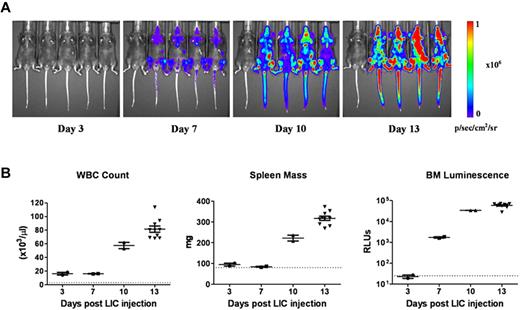 Figure 1. Progression of leukemia after adoptive transfer of LICs. (A) Serial whole-animal luminescent imaging of a representative cohort of recipient mice performed at different times after animals received intravenous injections of 2 × 105 Arf−/−p185+luc+ LICs. Each panel includes a control, disease-free mouse (at far left) imaged under identical experimental conditions. All images are scaled to a maximum intensity of 1 × 106 photons (p)/s/cm2/sr. Rapid increases in bioluminescence signals were noted with disease progression. (B) Randomly selected mice at 3, 7, and 10 days (n = 4 in each group) and at 13 days (n = 10) after injection of luc+ LICs were euthanized, and determinations of white blood counts (WBC), spleen mass, and in vitro luminescence assays of bone marrow (BM) cell suspensions, expressed as relative light units, were performed. The dotted lines at the bottom of each graph represent the upper limits of normal WBC values (left) and spleen masses (middle) for age-matched male C57BL/6J mice, and the lower limit of sensitivity of the in vitro bone marrow cell luminescence assay (right). Median values are represented by solid horizontal lines and standard errors of the mean by brackets.