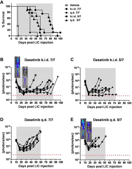Figure 4. Intensity of dasatinib therapy correlates with enhanced survival but fails to provide durable remissions when initiated in mice harboring high leukemic burdens. (A) Kaplan-Meier curves representing the overall survival of 4 cohorts of recipient mice that received 2 × 105 Arf −/−p185+luc+ LICs 10 days before the start of dasatinib therapy (n = 8 per treatment arm). As indicated in the inset legend, mice received vehicle alone, twice-daily dasatinib therapy 7 days per week (b.i.d. 7/7) or 5 days per week (b.i.d. 5/7), or once-daily dasatinib therapy 7 days per week (q.d. 7/7) or 5 days per week (q.d. 5/7). (B-E) Ten days after LIC inoculation, mice in each cohort evidenced similar degrees of advanced disease as determined by image signal intensities. Whole-animal luminescent signals (photons/s/cm2/sr) for individual recipient mice are plotted as solid lines that depict image intensity (ordinate) versus time in days after injection of LICs (abscissa). The empirically determined lower limit of sensitivity for whole-animal luminescence is indicated by the dotted horizontal line at the bottom of each panel. Therapy was continued throughout the intervals designated by gray shading. Representative inset images reveal localized disease in the neck area (cervical lymph nodes) in the twice-daily 7/7 treatment group (B), in contrast to the disseminated disease including the hind limbs (bone marrow compartment) in the once-daily 5/7 cohort (E).