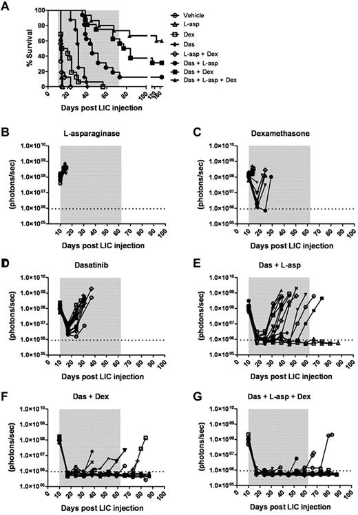 Figure 6. Dexamethasone and L-asparaginase therapy prolongs dasatinib-induced remissions and enhances survival of leukemic mice. (A) Kaplan-Meier curves summarizing the overall survival of cohorts of leukemic mice receiving vehicle alone, single agents, or different drug combinations (as indicated in the inset panel). Each treatment arm included 16 mice. Therapies were initiated 10 days after mice received 2 × 105 LICs. The addition of L-asparaginase (L-asp), dexamethasone (Dex), or both to dasatinib (Das) therapy significantly prolonged median survival of recipients (P values in text), and was associated with long-term survival of 13% (n = 2), 31% (n = 5), and 56% (n = 9) of mice in these respective treatment groups. (B-G) Whole-animal luminescent signals (photons/s/cm2/sr) from individual leukemic mice were serially acquired to monitor therapeutic responses and subsequent relapses. In all graphs, signals from individual recipient mice are plotted as solid lines that depict imaging intensity (ordinate) versus time in days after injection of LICs (abscissa). The empirically determined lower limit of sensitivity for whole-animal luminescence is indicated by the dotted horizontal line at the bottom of each graph, and the indicated treatment periods for single or multiple agents are shaded in gray.