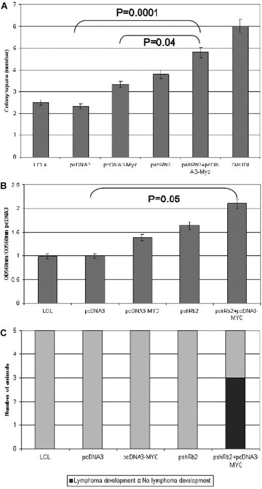 Figure 6. RBL2 silencing contributes to cell cycle deregulation in vitro and in vivo. (A) Soft agar assay: Comparison between the ability of empty vector–transfected cells and pcDNA3-MYC, pshRb2, or double-transfected cells to growth in soft agar. Error bars represent standard deviation between triplicates. In double transfectants, we observed significantly higher colony numbers than in single ones (P = .04). (B) Matrigel invasion assay: Comparison between the ability of empty vector–transfected cells and pcDNA3-MYC, pshRb2, or double-transfected cells to cross the extracellular matrix. Error bars represent standard deviation between triplicates. In double transfectants, significantly higher migration was detected (P = .05). (C) In vivo test indicated higher engraftment capability for double transfectants than for single ones.