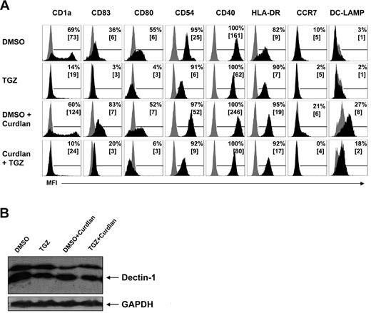 Figure 1. PPAR-γ activation inhibits the hDectin-1–induced maturation in mDCs independently from hDectin-1 expression. mDCs were generated from adhering monocytes in the presence of the PPAR-γ ligand TGZ or DMSO as a control. Cells were stimulated with curdlan on day 6 of culture. (A) Expression of surface maturation markers was analyzed on day 7 by flow cytometry. Shown are the percentages of positive cells, along with mean fluorescence intensity values in square brackets. (B) The protein expression of hDectin-1 was analyzed on day 7 by Western blotting. The data shown are representative of at least 3 independent experiments.