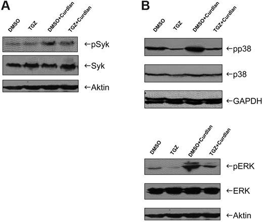 Figure 4. Activation of MAPKs in response to hDectin-1 stimulation is impaired after PPAR-γ activation. DMSO- or TGZ-treated DCs were stimulated with curdlan for 4-24 hours and whole-cell lysates were prepared. The phosphorylation and thus activation of Syk (A) and p38 and ERK (B) were analyzed by Western blotting. The data shown are representative of at least 3 independent experiments.