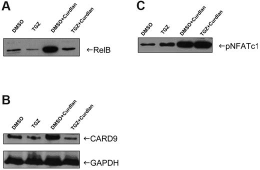 Figure 5. Inhibitory effects of PPAR-γ activation are mediated via the Card9/NF-κB signaling pathway. Nuclear extracts and whole-cell lysates were prepared from mDCs treated with TGZ or DMSO and stimulated with curdlan. The nuclear translocation of NF-κB member RelB was inhibited after PPAR-γ activation (A). The expression of Card9 was reduced after TGZ treatment and was correlated with the RelB translocation (B). The transcription factor NFAT was not affected by PPAR-γ activation (C). The data shown are representative of at least 3 independent experiments.