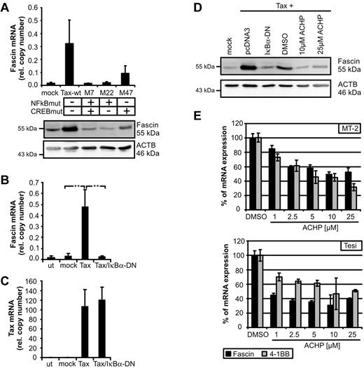 Figure 2. NF-κB signaling is necessary for Tax-mediated induction of Fascin. (A) Fascin mRNA (quantitative PCR) and protein after transfection of Jurkat T cells with expression plasmids for NF-κB-deficient Tax-mutants M7 and M22 compared with wt-Tax (pcTax) and M47. The means of 3 independent experiments ± SE are shown in the upper panel. (B-C) Quantitative PCR of (B) Fascin and (C) Tax mRNA after transfection of expression plasmids for wt-Tax (20 μg) and IκBα-DN (2 μg) in Jurkat T cells. Mean values were compared using a paired t test (n = 3). **P < .01. (D) Immunoblot of Fascin after transfection of pcTax and cotransfection of pIκBα-DN or treatment with the IKK-β inhibitor ACHP solved in dimethyl sulfoxide. ACHP (10μM; 25μM) was added 24 hours after transfection for 24 hours. (E) Quantitative PCR of Fascin and 4-1BB mRNA after treatment of HTLV-1–transformed MT-2 cells and Tax-transformed Tesi cells with increasing amounts of ACHP (1, 2.5, 5, 10, and 25 μg) for 48 hours. Relative copy numbers were normalized on values obtained in dimethyl sulfoxide–treated cells.