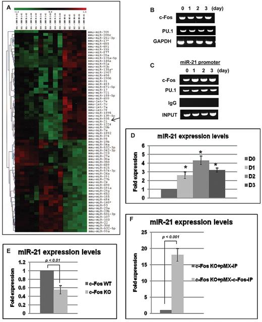 Figure 1. Expression of miR-21 in osteoclastogenesis. (A) The heat map was generated with the use of hierarchical cluster analysis to show distinct miR expression patterns in primary cultured BMMs between M-CSF alone and M-CSF + RANKL treatment groups. The color bar was extracted to show the color contrast level of the heat map. Red and green indicate high expression levels and low expression levels, respectively. (B) RT-PCR analysis of genes related to osteoclastogenesis during RANKL-induced osteoclastogenesis for the indicated days. (C) ChIP assay was performed to study the association of c-Fos and PU.1 with miR-21 promoter. (D) QRT-PCR was performed with primer for miR-21. The PCR products were normalized to U6 level for each reaction. The data represent the means ± SDs of 3 experiments in triplicate; *P < .01 compared with day 0. (E) Total RNA was prepared from c-Fos wt and knock-out (KO) splenocytes. QRT-PCR was performed with primer for miR-21. The PCR products were normalized to U6 level for each reaction. The data represent the means ± SDs of 3 experiments in triplicate. (F) Total RNA was prepared from c-Fos KO splenocytes with retrovirus vectors (pMX-IP or pMX-c-Fos-IP). QRT-PCR was performed with primer for miR-21. The PCR products were normalized to U6 level for each reaction. The data represent the means ± SDs of 3 experiments in triplicate.