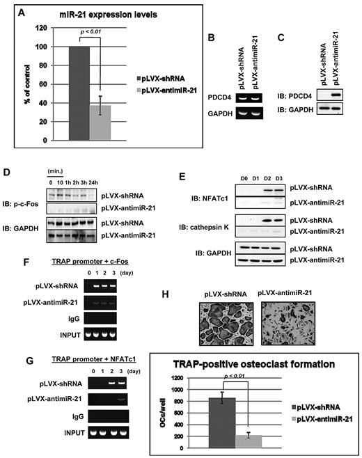 Figure 2. Impaired osteoclastogenesis by miR-21 silencing. (A) Total RNA was prepared from BMMs harboring pLVX-shRNA or pLVX-antimiR-21. QRT-PCR was performed with primer for miR-21. The PCR products were normalized to U6 level for each reaction. The data represent the means ± SDs of 3 experiments in triplicate. (B) RT-PCR analysis of PDCD4 in primary cultured BMMs without RANKL treatment. antimiR-21 indicates antisense miR-21; shRNA, short hairpin RNA. (C) Immunoblotting analysis of PDCD4 of primary BMMs without RANKL treatment. (D-E) Immunoblotting analysis of phosphorylated c-Fos (D), NFATc1 (E), or cathepsin K (E) of BMMs with antisense miR-21 or control for indicated times. antimiR-21 indicates antisense miR-21. (F-G) ChIP assay was performed to study the association of c-Fos (F) or NFATc1 (G) with TRAP promoter during RANKL-induced osteoclastogenesis for the indicated days. (H) TRAP-positive multinucleated cell count at 3 days after RANKL treatment, cultured in 24-well plates (200×). Similar findings were obtained in 4 independent sets of experiments.