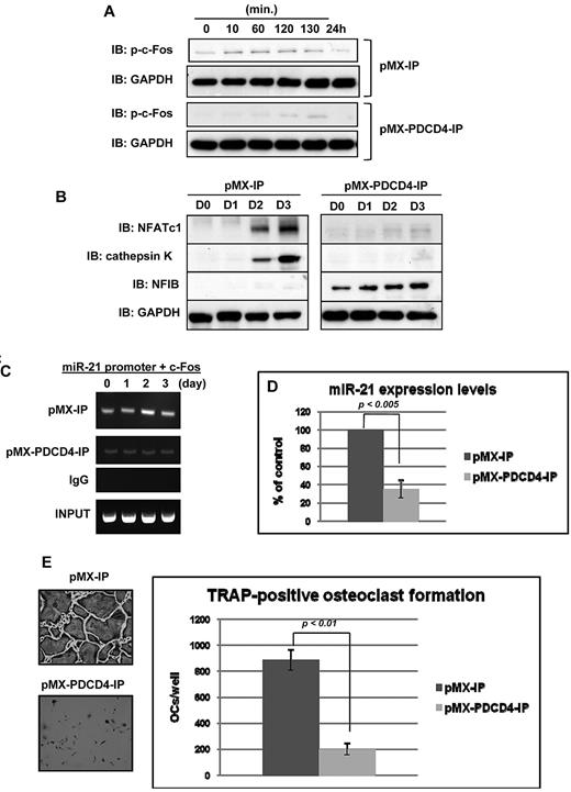 Figure 3. Impaired osteoclastogenesis by forced expression of PDCD4. (A-B) Immunoblotting analysis of phosphorylated c-Fos (A), NFATc1 (B), or cathepsin K (B) of BMMs with overexpressed PDCD4 or control for the indicated times. (C) ChIP assay was performed to study the association of c-Fos with miR-21 promoter during RANKL-induced osteoclastogenesis for the indicated days. (D) QRT-PCR was performed with primer for miR-21. The PCR products were normalized to U6 level for each reaction. The data represent the means ± SDs of 3 experiments in triplicate. (E) TRAP-positive multinucleated cells count at 3 days after RANKL treatment, cultured in 24-well plates (200×). Similar findings were obtained in 4 independent sets of experiments.