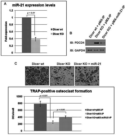 Figure 5. miR-21 rescued osteoclastogenesis in Dicer-deficient BMMs. (A) Total RNA was prepared from Dicer wt (Dicerwt/wt;CD11b-Cre) BMMs and Dicer KO (DicerF/F;CD11b-Cre) BMMs. QRT-PCR was performed with primer for miR-21. The PCR products were normalized to U6 level for each reaction. The data represent the means ± SDs of 3 experiments in triplicate. (B) Immunoblotting analysis of PDCD4 in infected BMMs without RANKL treatment. (C) TRAP-positive multinucleated cells counted at 3 days after RANKL treatment, cultured in 24-well plates (200×). Similar findings were obtained in 4 independent sets of experiments. OC indicates osteoclast.