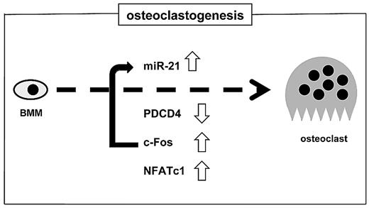 Figure 6. A positive feedback loop of c-Fos/miR-21/PDCD4 is critical during stimulation of osteoclastogenesis by RANKL. c-Fos triggers the miR-21 gene, resulting in down-regulation of PDCD4 protein levels, which in turn further stimulates c-Fos transactivation, which leads to NFATc1 expression and BMMs differentiating into osteoclasts.