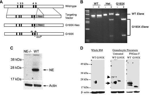 Figure 1. Expression of G193X Elane. (A) The genomic organization of murine Elane is shown in the top panel. The asterisk (*) represents the introduced G193X mutation; an EcoR1 site was just inserted immediately 3′ to this mutation to facilitate genotyping. (B) RT-PCR analysis of bone marrow RNA isolated from wild-type (WT) and mice heterozygous (Het) or homozygous (G193X) for the G193X Elane allele. The genotyping primers are depicted in panel A. After RT-PCR, the amplicons were incubated with EcorR1 (+) or buffer alone (−); EcoR1 cleaves G193X but not wild-type Elane cDNA. (C) Western blot analysis of cell lysates isolated from the bone marrow of wild-type (WT) or Elane−/− (NE−/−) mice. (D) Western blot analysis of cell lysates prepared from unfractionated bone marrow cells (whole BM) or cultured granulocytic precursors. Where indicated, cell lysates were treated with PNGase F before analysis. The positions of mature and precursor wild-type NE are indicated with an arrow or arrowhead, respectively. Data are representative of 3 independent experiments.