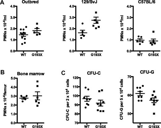 Figure 2. Basal granulopoiesis in G193X Elane mice. (A) Absolute neutrophil count in the peripheral blood of wild-type and G193X Elane mice on the indicated genetic backgrounds. (B) Absolute neutrophil counts in the bone marrow of mice on a SVJ/129 background. (C) Frequency of CFU-C and CFU-G in the bone marrow of mice on a SVJ/129 background (n = 5). All mice were 4-6 weeks old.