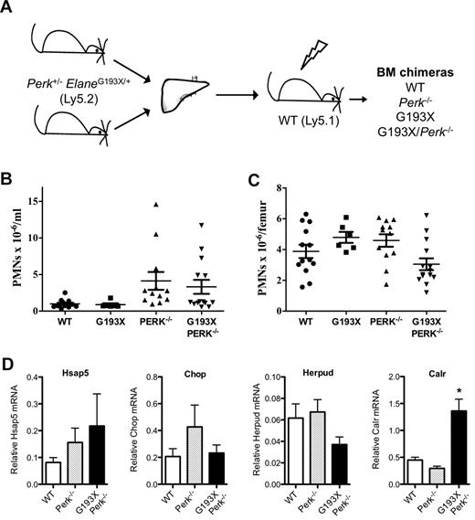 Figure 6. Granulopoiesis in G193X Elane × Perk−/− bone marrow chimeras. (A) Fetal liver cells from 12-15 dpc ElaneG193X/+Perk+/− mice (Ly5.2) intercrosses were transplanted into irradiated wild-type (WT Ly5.1) mice. Neutrophil counts in the blood (B) and bone marrow (C) were measured 12 weeks after transplantation. (D) Gr-1+ myeloid cells were isolated from the bone marrow as described in “Peripheral blood and bone marrow analysis,” RNA was prepared, and real-time RT-PCR for the indicated gene performed. Shown is the mRNA expression relative to β-actin. Data represent the means ± SEM of 6-14 mice. *P < .05 compared with WT cells.