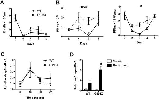 Figure 7. Bortezomib-induced neutropenia in G913X Elane mice. Mice (n = 3-6) were treated with a single subcutaneous injection of bortezomib (1 mg/kg) and at the indicated times, the number of B lymphocytes in the blood (A) and neutrophils in the blood and bone marrow (B) were measured. (C) Granulocytic (Gr-1+) cells were harvested from the bone marrow at the indicated times after treatment with bortezomib, and real-time RT-PCR for Hsap5 performed. RNA expression relative to β-actin is shown. Data represent the means ± SEM of 3-7 samples. (D) Granulocytic (Gr-1+) cells were harvested from the bone marrow 30 hours after treatment with bortezomib or saline alone, and real-time RT-PCR for Chop performed. RNA expression relative to β-actin is shown. Data represent the means ± SEM of 3 samples. *P < .05 compared with wild-type (WT) mice in the same treatment group; #P < .05 compared with saline-treated cells of the same genotype.