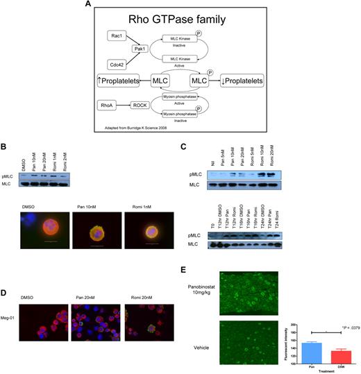 Figure 4. HDACIs increase MLC phosphorylation in megakaryocytes. (A) Schema of the Rho/Rac/CDC42 pathway. (B) Western blot performed on fetal liver cell–derived megakaryocytes treated for 48 hours with increasing doses of panobinostat (Pan) and romidepsin (Romi) showing an increase in pMLC. Immunofluorescent staining performed on fetal liver cell–derived megakaryocytes treated for 48 hours with increasing doses of panobinostat and romidepsin demonstrating an increase in pMLC. Green indicates pMLC, red is tubulin, and blue is the nucleus stained with DAPI. (C) Western blot performed on Meg-01 cells treated for 24 hours with increasing doses of panobinostat and romidepsin showing an increase in pMLC levels, and on Meg-01 cells treated at 0, 12, 16, and 24 hours with 20nM panobinostat and 20nM romidepsin, showing increased pMLC from 12 hours on. (D) Immunofluorescent staining performed on Meg-01 cells treated for 24 hours with increasing doses of panobinostat and romidepsin, demonstrating an increase in pMLC. Green indicates pMLC, red is tubulin, and blue is the nucleus stained with DAPI. (E) Immunohistochemical staining of trephine sections of mice treated with panobinostat 10 mg/kg or vehicle for pMLC. The quantification of the fluorescent intensity of staining of mice treated with panobinostat 10 mg/kg or vehicle for pMLC was calculated using Metamorph v7.63 software. Megakaryocytes were isolated using a threshold for intensity of staining and manual elimination of other staining cells. At least 5 × 20 fields were examined per trephine.
