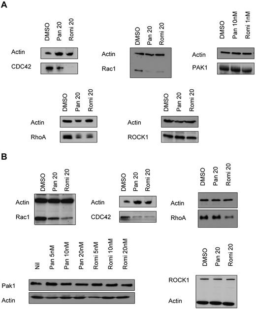 Figure 5. HDACIs reduce the levels of Rho-GTPase family members in murine fetal liver–derived megakaryocytes and the human megakaryoblastic cell line Meg-01. (A) Western blot performed on fetal liver cell–derived megakaryocytes treated for 48 hours with 10nM panobinostat (Pan) and 1nM romidepsin (Romi) showing a reduction in CDC42, Rac1, and RhoA, but no change in PAK1 or ROCK1 levels. (B) Western blot performed on Meg-01 cells treated for 24 hours with 20nM panobinostat and 20nM romidepsin showing a reduction in CDC42, Rac1, and RhoA, but no change in PAK1 or ROCK1 levels.