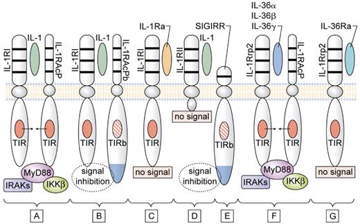 Figure 1. Signaling and inhibition of signaling by IL-1Rs. (A) IL-1α (either precursor or mature) or mature IL-1β bind to the IL-1RI and with the IL-1RAcP forms the receptor heterodimeric complex. The TIR domain of each receptor chain approximate recruit MyD88, followed by phosphorylation of IL-1R–associated kinases (IRAKs) and inhibitor of NFκB kinase β (IKKβ), resulting in a signal to the nucleus. (B) In the brain and spinal cord, the variant IL-1RAcPb can form the heterodimeric complex with IL-1α or IL-1β and IL-1RI, but this complex fails to recruit MyD88, and there is inhibition of the IL-1 signal. The failure to recruit MyD88 may be because of an altered TIR domain (indicated as TIRb). (C) IL-1Ra binds to IL-1RI, but there is no signal because there is failure to form a complex with IL-1RAcP. (D) IL-1β binds to the IL-1RII, but lacking a cytoplasmic segment, there is no signal. (E) Because of an altered TIR domain (indicated as TIRb), SIGIRR inhibits IL-1 and TLR signaling. SIGIRR can form a complex with IL-33 (not shown) and inhibit IL-33 signaling. (F) IL-1Rrp2 binds IL-36α, IL-36β, or IL-36γ and forms a complex with IL-1RAcP. The TIR domain of each receptor chain approximates and recruits MyD88 similar to that shown in panel A. (G) IL-36Ra binds to IL-1Rrp2 but fails to form a complex with IL-1RAcP. Thus, IL-36Ra prevents the binding of IL-36α, IL-36β, or IL-36γ to IL-1Rrp2, and IL-36Ra is the natural receptor antagonist IL-36.