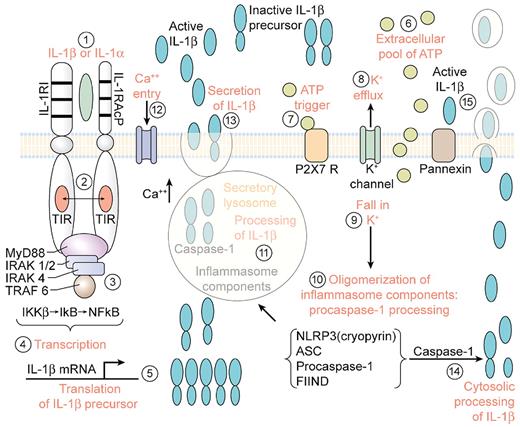 Figure 2. Steps in the processing and release of IL-1 induced by IL-1. (1) Primary blood monocytes, tissue macrophages or dendritic cells are activated by either mature IL-1β or the IL-1α precursor with the formation of the IL-1 receptor complex heterodimer comprised of the IL-1RI with IL-1RAcP. (2) Approximation of the intracellular TIR domains. (3) Recruitment of MyD88 and phosphorylation of IL-1R–associated kinases (IRAKs) and inhibitor of NFκB kinase β (IKKβ). (4) Transcription of IL-1β. (5) Translation into the IL-1β mRNA takes place on polysomes. IL-1β mRNA is not bound to actin microfilaments but rather intermediate filaments. (6) ATP released from the activated monocyte/macrophage accumulates extracellularly.51 (7) Activation of the P2X7 receptor by ATP. (8) Efflux of potassium from the cell after ATP binding to P2X7 receptor. (9) Fall in intracellular levels of potassium. (10) The fall in intracellular potassium levels triggers the assembly of the components of the caspase-1 inflammasome with the conversion of procaspase-1 to active caspase-1. (11) Caspase-1 is found in the secretory lysosome together with the IL-1β precursor and lysosomal enzymes.53 Active caspase-1 cleaves the IL-1β precursor in the secretory lysosome, generating the active, carboxyl-terminal mature IL-1β. (12) An influx of calcium with an increase in intracellular calcium levels. The rise in intracellular calcium activates phosphatidylcholine-specific phospholipase C and calcium-dependent phospholipase A. (13) The release of mature IL-1β, the IL-1β precursor, and the contents of the secretory lysosomes by exocytosis in the absence of cell death. (14) Processing of the IL-1β precursor in the cytosol. Rab39a, a member of the GTPase family, contributes to the secretion of by helping traffic IL-1β from the cytosol into a vesicle compartment. Exocytosis is another mechanism described in mouse macrophages. (15) Mature IL-1β exists the cells via loss in membrane integrity, associated with the release of lactic dehydrogenase or microvesicles. TRAF indicates TNF receptor-associated factor.