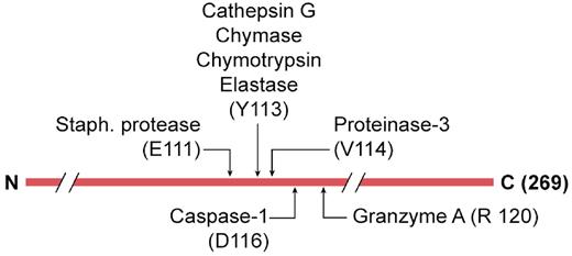Figure 3. Non–caspase-1 extracellular processing of the IL-1β precursor. The 269-aa-long IL-1β precursor is shown with the caspase-1 site at aspartic acid (D) at position 116. Extracellular protease sites are indicated by their amino acid recognition sites. The probable proteinase-3 site was derived from combinatorial methods of the specific substrate.