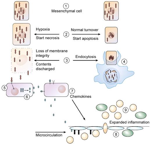 Figure 4. Role of IL-1α in necrosis versus apoptosis. (1 left and right) In healthy cells of mesenchymal origin, the IL-1α precursor is found diffusely in the cytoplasm but also in the nucleus where it binds to chromatin. (2 right) During normal cell turnover, an apoptotic signal drives cytoplasmic IL-1α into the nucleus and is no longer a dynamic in the cell. The cell shrinks. (2 left) Cells exposed to hypoxia begin to die, and nuclear IL-1α moves out of the nucleus into the cytoplasm. Taking on water, the cell swells as the necrotic process begins. (3 left) As the necrotic process continues, there is loss of membrane integrity, and cytoplasmic contents containing the IL-1α precursor leak out. (3 right) Tissue macrophages take up the apoptotic cell into endocytotic vesicles. (4) In the vesicles, the apoptotic cell is digested, and there is no inflammatory response from the macrophage. (5 left) The IL-1α precursor is released into the extracellular compartment and binds to IL-1RI expressed on adjacent cells or to resident tissue macrophages. The tissue macrophage responds with synthesis of the IL-1β precursor as well as increased in caspase-1. From step 3 left, ATP is also released on cell death and activates the P2X7 receptor for activation of caspase-1. (6) Caspase-1 is activated by the inflammasome, cleaves the IL-1β precursor, and mature, active IL-1β is released. Alternatively, IL-1β is released via pyroptosis. (7) Once released, IL-1β induces chemokine production, resulting in a chemoattractant gradient. (8) As the endothelium of the microcirculation expresses adhesion molecule, blood neutrophils adhere and cross into the ischemic area. (9) With the infiltration of myeloid cells (monocytes and neutrophils), there is expanded inflammation, which extends beyond the initial area of ischemia.
