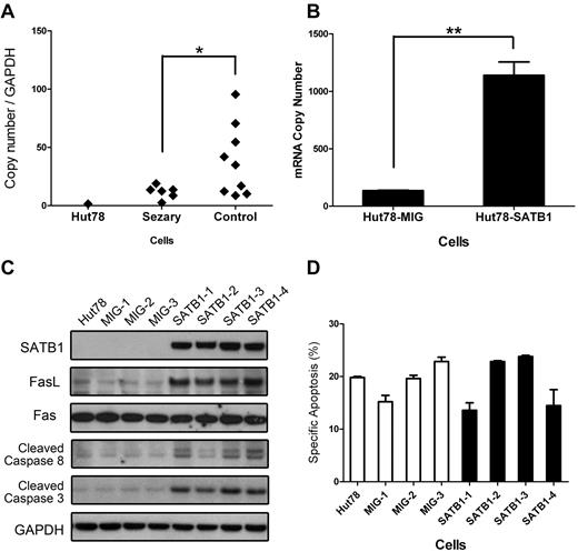 Figure 7. Up-regulation of FasL expression and activation of FasL-induced apoptosis pathway in SATB1-transduced Hut78 cells. (A) RNA expression level of FasL in primary CD4+CD7− Sézary cells and Sézary cell line Hut78 are significantly lower than that in normal CD4+ T cells. *P < .05 by t test. (B) RNA expression level of FasL was significantly up-regulated in SATB1-transduced Hut78 cells (Hut78-SATB1), compared with empty MIG vector-transduced cells (Hut78-MIG). **P < .01 by t test. (C) The protein expressions of SATB1, FasL, Fas, cleaved-caspase 8, and cleaved caspase 3 were analyzed by Western blot with specific antibodies. All SATB1-transduced cell clones revealed high expression level of SATB1, increased expression of FasL, cleaved caspase 8, and cleaved caspase 3, whereas the expression of Fas remained unchanged. GAPDH served as an internal reference. (D) SATB1-transduced and control clonal cells were incubated with exogenous super FasL to trigger Fas-mediated cell death. SATB1-transduced cells revealed comparable specific apoptosis rate with the control cells, which showed unaltered Fas function after SATB1 transduction. Hut78 indicates parental Hut78 cells; MIG-1 to MIG-3, clonal cells from Hut78 cells transduced with control MIG vector; and SATB1-1 to SATB1-4, cell clones from Hut78 cells transduced with vector containing SATB1.