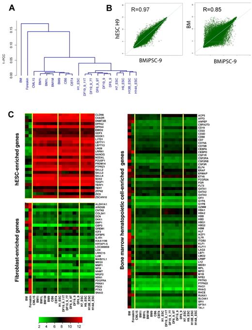 Figure 2. Global analysis of gene expression in hESCs and iPSCs generated from BM, CB, and fibroblasts and their parental cells. (A) Pearson correlation analysis of global gene expression. (B) Scatter plots comparing the global gene-expression profiles of BM9 iPSC line with H9 hESCs (left) and parental BM cells (right). Pearson correlation coefficient (R) is shown in top left corner. The transcript expression levels are shown on a log2 scale. (C) Heat maps demonstrate the expression of hESC, fibroblast, and BM hematopoietic cell-enriched genes. Yellow lines outline major clusters shown in panel A.