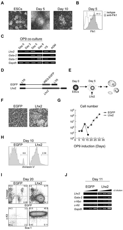 Figure 1. Robust production of HPCs from mouse ESCs by enforced expression of Lhx2. (A) In vitro hematopoietic differentiation of ESCs by OP9 coculture. Undifferentiated ESCs, day 5–, and day 10–induced cels were shown. Original magnification: ×4. (B) Flk1 expression on day 5. (C) The RT-PCR analysis of Lhx2, Gata-1 and Gata-2 expression during ESC differentiation and at hematopoietic sites. YS and AGM indicate yolk sac and aorta/gonad/mesonephros region at E10.5, respectively. (D) Retroviral vectors used in this study. (E) Study design. Lhx2 was transduced on day 5. (F) Microscopic analysis of EGFP- and Lhx2-transduced cells. Original magnification: ×4. (G) Growth curves of hematopoietic cells from ESCs transduced with EGFP or Lhx2. (H) Annexin-V staining. EGFP+ cells were shown. (I) FACS analysis of KSL cells derived from RENKA ESCs. The relative frequencies (%) are shown in the corners. (J) The RT-PCR analysis Lhx2, Gata-2, c-Myc, and c-Kit.