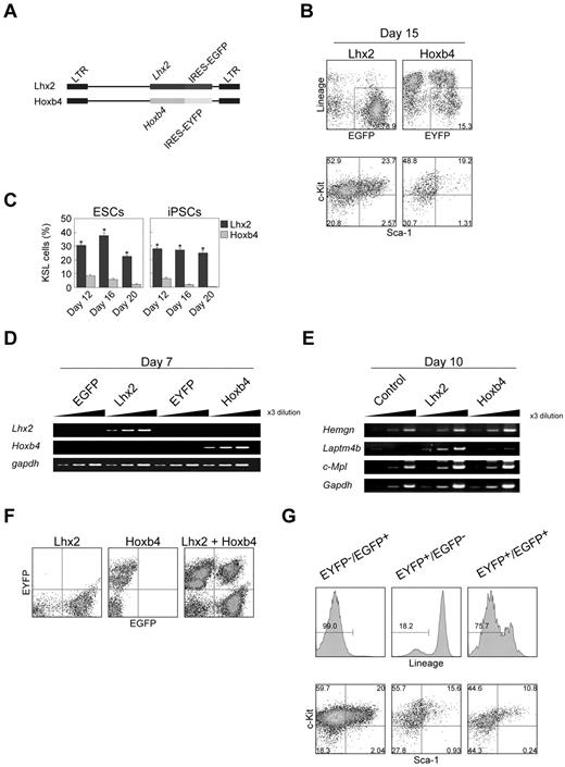 Figure 2. Comparison between Lhx2 and Hoxb4. (A) Retroviral vectors. (B-C) Frequencies of KSL cells on day 15 (B) and between day 12 and day 20 (C). The data were shown as mean ± SD (n = 6). Asterisks indicate significant differences (P < .01 by t test). (D-E) The RT-PCR analysis of Lhx2 and Hoxb4 expression (D), and Hoxb4 target genes (E). (F) Verification of the separation of EGFP/EYFP fluorescence. (G) KSL frequency of Lhx2 (EYFP−/EGFP+)–, Hoxb4 (EYFP+/EGFP−)–transduced and cotransduced (EYFP+/EGFP+) cells. Cells within Lin− compartments were shown in bottom panels.