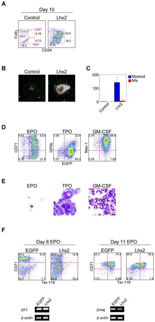 Figure 3. Composition and differentiation of Lhx2-transduced hematopoietic cells. (A) FACS analysis of lineage-restricted HPCs derived from ESCs. (B-C) Morphology of representative colonies (B) and colony forming units per 104 cells (C) of uninfected and Lhx2-transduced cells derived from ESCs. Original magnification: ×4. The data were shown as mean ± SD (n = 5). (D-E) FACS analysis (D) and May-Grünwald-Giemsa staining (E) of the cells differentiated from Lhx2-transduced KSL cells derived from ESCs. Original magnification: ×40. (F) Effects of Lhx2 on erythroid production from ESCs and on β-globin expression.