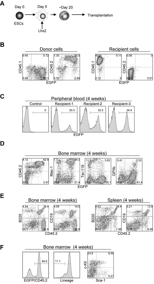 Figure 4. In vivo repopulation by Lhx2-transduced hematopoietic cells derived from ESCs. (A) Study design. (B) CD45 isotype expression of donor and recipient cells. (C) Detection of the donor cells in peripheral blood. (D-F) FACS analysis of bone marrow and spleen of recipient mice. Representative data were shown.