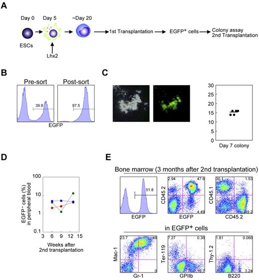 Figure 5. Functional analysis of the Lhx2-transduced donor cells derived from ESCs. (A) Study design. (B) Cell sorting of the donor cells from the primary recipients. (C) Colony assays. EGFP+ cells in were cultured in semisolid media for 1 week. Representative colony was shown. The colony numbers per 2000 cells are shown as dots. The bar indicates the mean value. (D) Frequency of donor cells in peripheral blood of secondary recipients. (E) FACS analysis of bone marrow of secondary recipients. Representative data were shown.