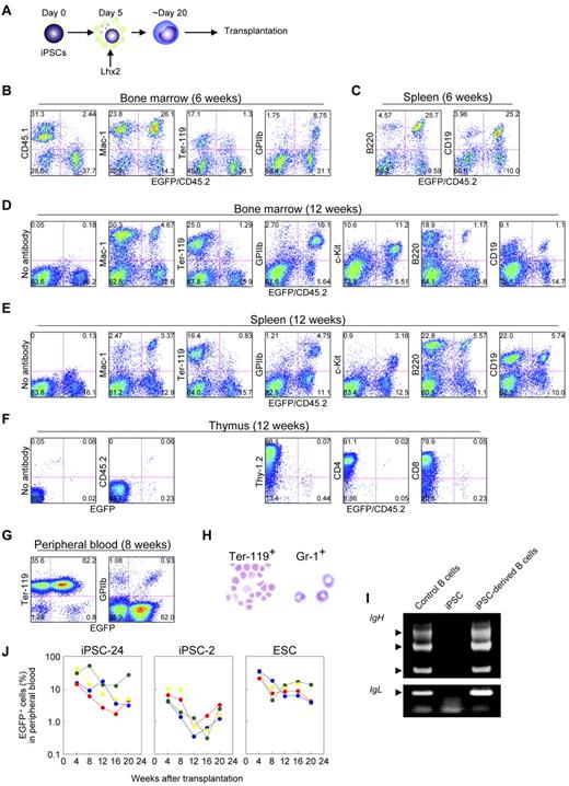Figure 6. Transplantation analysis of iPSC-derived hematopoietic cells amplified by Lhx2. (A) Study design. (B and C) FACS analysis at 6 weeks after transplantation of iPSC-derived hematopoietic cells. (D-F) Long-term hematopoiesis repopulation by Lhx2-transduced hematopoietic cells derived from iPSCs (clone 24). (G) FACS analysis of peripheral blood of recipients transplanted with iPSC-derived cells. (H) May-Grünwald-Giemsa staining EGFP+/Ter-119+ cells and EGFP+/Gr-1+ cells. Original magnification: ×30. (I) Rearrangement of immunoglobulin gene loci in iPSC-derived B-lymphoid cells. EGFP+/B220+ cells were sorted from recipient mice transplanted with iPSC-derived hematopoietic cells and analyzed. (J) Long-term monitoring of chimerism in the peripheral blood of recipient mice transplanted with Lhx2-transduced hematopoietic cells derived from iPSC clone 24, clone 2, and RENKA ESCs.