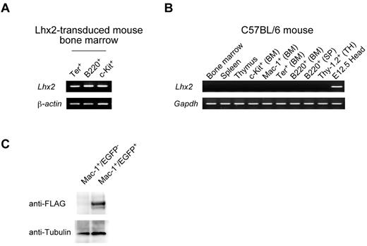 Figure 7. Expression of Lhx2 in vivo. (A) Expression of Lhx2 mRNA in the donor-derived differentiated cells. The donor-derived erythroid, B-lymphoid and progenitor cells were purified from a recipient transplanted with ESC-derived cells and subjected to RT-PCR analyses. (B) The Lhx2 expression in normal mouse. BM, SP, and TH indicate bone marrow, spleen, and thymus, respectively. Head region dissected from E12.5 mouse embryos was a positive control. (C) Western blot of FLAG.Lhx2 expression in donor-derived differentiated cells. ESC-derived HSC-like cells were amplified by Flag.Lhx2 and transplanted. The donor-derived Mac-1+ cells and control Mac-1+ cells were purified and analyzed.