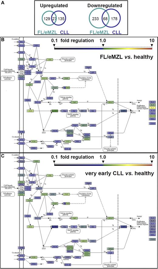 Figure 5. Gene expression profiling of CD4+ T cells from patients with indolent B-cell malignancies compared with healthy donors 40 hours after in vitro stimulation. (A) Proportional Venn diagram of transcript numbers with highly significant (P < .001, Q < 0.05) up- or down-regulation in stimulated T cells. (B-C) Schematic diagram of the KEGG TCR signaling pathway (KEGG #4660). Fold changes in transcript levels between T cells from B-cell malignancies and age-matched healthy donors are color-coded according to the bar scale. NFAT box represents expression value of NFATc2; and RAS box, KRAS. For numerical values and statistical significance, see supplemental Table 2. (B) TCR signaling in FL/eMZL (n = 13) versus healthy donors. (C) TCR signaling in CLL (n = 8) versus healthy donors.