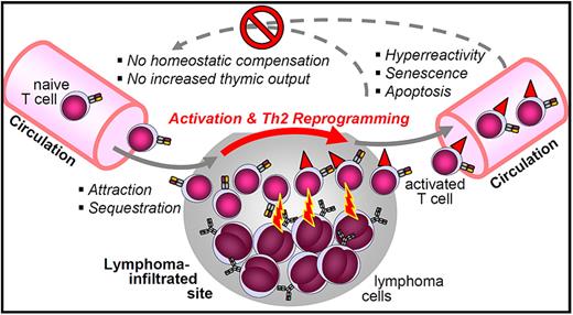 Figure 7. A model of the “local action–global consequences” T-cell dysfunction in nonleukemic indolent lymphomas. This hypothetical model integrates the correlated parameters of naive T-cell depletion, activated and presenescent phenotype, hyperreactivity to TCR/CD28 costimulation, Th2 shift, and lack of compensation of circulating T-cell counts.