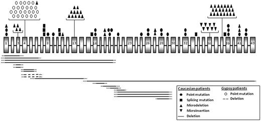 Figure 1. Localization of mutations found in FANCA gene in Spanish patients. Exons and introns are illustrated by gray shadowed boxes and lines, respectively. Exons are represented approximately at scale. Point mutations shown as open circles and large deletions shown as discontinuous lines correspond to mutations belonging to Spanish Gypsy patients. The rest of point mutations and deletions were all found in white patients.