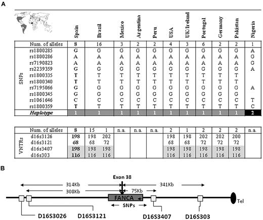 Figure 3. Haplotype associated with mutation c.3788_3790delTCT. (A) Haplotype determined by SNPs (top panel) and VNTRs (bottom panel) in patients from different populations. Countries represented in this analysis are colored (gray or black) depending on the haplotype, as determined by SNP analysis. Common VNTRs in all patients analyzed are highlighted in gray. n.a. indicates not analyzed. (B) Position of SNPs and VNTRs analyzed relative to FANCA.