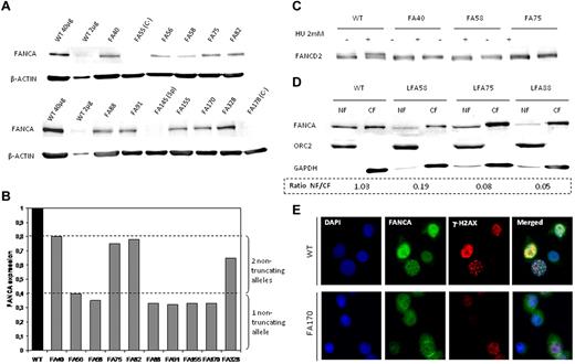 Figure 5. Functional analysis of missense and other nontruncating FANCA mutations leading to an altered FANCA protein. (A) Analysis of FANCA expression by Western blot of patient-derived LCLs. Two cell lines with 2 truncating mutations (FA55 and FA178) and a cell line with a large deletion and a splicing mutation (FA145) are included as negative controls. A total of 40 μg of total extract was loaded per lane, except for lane 2, where 2 μg of wild-type (WT) cell extract was loaded to detect a minimum amount of FANCA protein. (B) Quantification of FANCA expression by densitometry, relative to the WT. (C) Analysis of FANCD2 monoubiquitinylation in patients' LCLs treated with 2mM HU for 24 hours. (D) FANCA subcellular localization analysis by sample fractionation and Western blot after treatment with 2mM HU for 24 hours. NF indicates nuclear fraction; and CF, cytoplasmic fraction. Cell-equivalent volumes from each cell fraction were loaded. ORC2 detection is included as a nuclear protein control and GAPDH as a cytoplasmic control. (E) Analysis of FANCA subcellular localization analysis and foci formation by immunohistochemistry after HU treatment. A wild-type and a representative cell line with missense mutations (FA170) are shown. Images were observed with an Axio Observer A1 microscope (Zeiss) using a 100×/1.3 oil objective. The slides were mounted with Vectashield (Vector Laboratories) and were captured with an AxioCam MRm camera (Zeiss). Digital images were aquired with Axiovision 4.6 software.