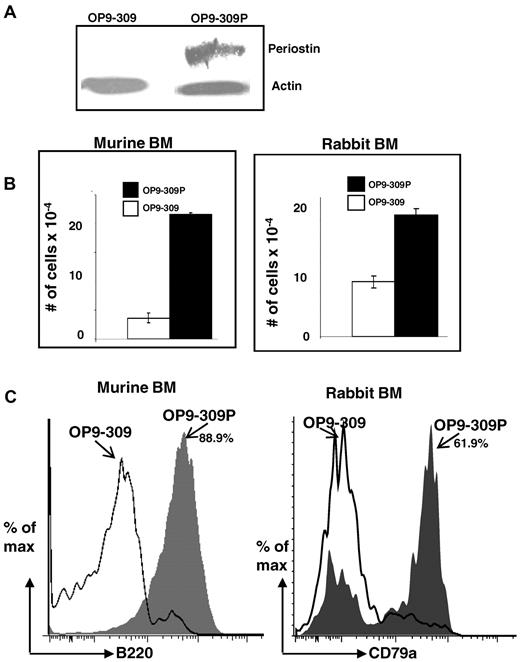 Figure 3. Restoration of capacity to support B lymphopoiesis by OP9-309 cells transfected with periostin. (A) Western blot analysis of OP9-309 and OP9-309P cells reexpressing his-tagged periostin. Blot probed with anti–his Ab and anti–actin Ab (control). (B) Cocultures of murine and rabbit BM with OP9-309 and OP9-309P cells; number of total cells in cocultures is indicated; error bars shown as SEM from a range of 2 samples. (C) Flow cytometric analysis of B220+ (murine) and CD79a+ (rabbit) cells arising from cocultures (gray histograms indicate cells from OP9-309P cultures; and open histograms, cells from OP9-309 cultures). Similar results were obtained in 3 independent experiments.