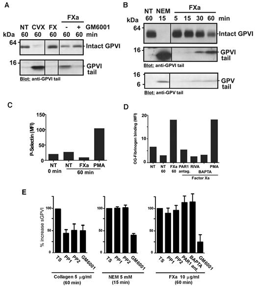 Figure 6. FXa induces GPVI shedding in washed platelets. Washed platelets resuspended at 5 × 108/mL in Tyrode buffer had no treatment (NT) or were mixed with (A) 0.1 μg/mL CVX, 10 μg/mL purified FX or FXa (10 μg/mL purified FX plus a 1:1 molar ratio of RVV to generate FXa) or (B) 5mM NEM or 10 μg/mL purified FXa. GM6001 (100μM) was added to platelets before addition of other factors where indicated. Platelet lysates were subjected to sodium dodecyl sulfate-polyacrylamide gel electrophoresis and immunoblotted with anti-GPVI cytoplasmic tail IgG or anti-GPV cytoplasmic tail IgG (B bottom panel), and visualized using chemiluminescence. A vertical line indicates a repositioned gel. Washed platelets (107/mL in Tyrode buffer) were pretreated with 10μM PP1 or PP2, 20μM BAPTA-AM, 1 μg/mL rivaroxaban (RIVA), or 10μM PAR1 inhibitor SCH79797 and then mixed with 10 μg/mL purified FXa for up to 1 hour as indicated. Some samples included 100μM GM6001. Control samples were activated with 10μM phorbol myristate acetate (PMA). Surface levels of (C) P-selectin (anti–P-selectin IgG) and (D) active αIIbβ3 (OG-fibrinogen binding) were assessed by flow cytometry, and (E) sGPVI levels in supernatant fractions were assessed by ELISA as described in “Measuring sGPVI.”
