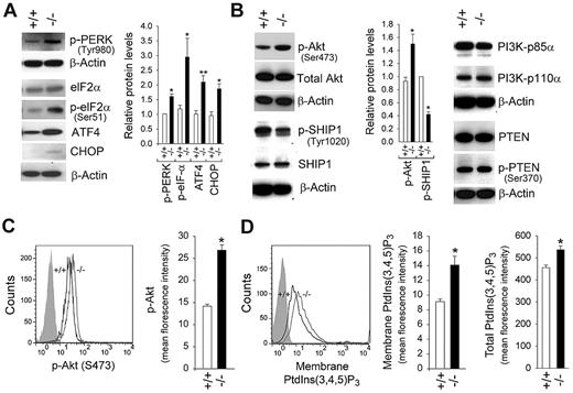 Figure 1. The ER stress and cell survival signaling pathways in G6pc3−/− BM neutrophils. BM neutrophils were isolated from 6- to 8-week-old control (+/+) and G6pc3−/− (−/−) littermates as described in “Neutrophil isolation.” (A) Western blot analysis of protein extracts of neutrophils using antibodies against p-PERK, eIF2α, p-eIF2α, ATF4, CHOP, or β-actin. Each lane contains 50 μg protein. The relative protein levels of p-PERK, p-eIF2α, ATF4, or CHOP were quantified by densitometry of 3 or 4 separate pairs of Western blots. (B) Western blot analysis of protein extracts of neutrophils using antibodies against p-Akt, total Akt, p-SHIP1, SHIP1, PI3K-p85α, PI3K-p110α PTEN, p-PTEN, or β-actin. Each lane contains 50 μg protein. The relative protein levels of p-Akt or p-SHIP1 were quantified by densitometry of 3 or 4 separate pairs of Western blots. (C-D) Flow cytometric analysis of p-Akt (C) or PtdIns(3,4,5)P3 (D). Data are the mean ± SEM of 4 independent experiments. **P < .005. *P < .05.