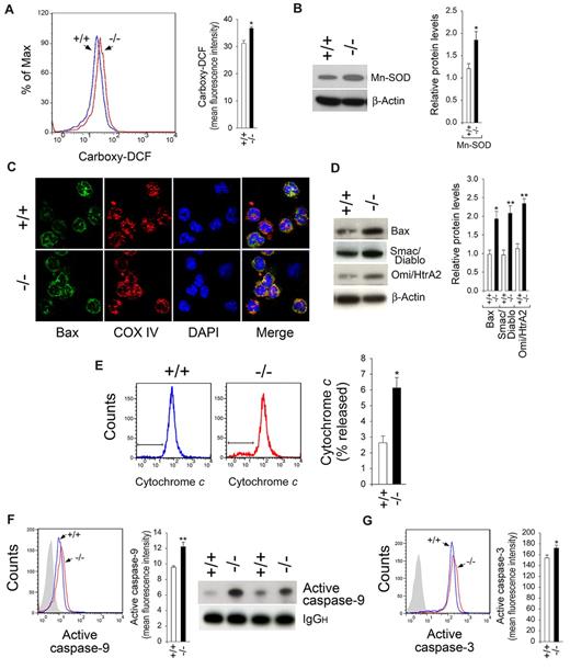Figure 2. Oxidative stress and intrinsic mitochondrial apoptotic pathway in G6pc3−/− neutrophils. BM neutrophils were isolated from 6- to 8-week-old control (+/+) and G6pc3−/− (−/−) littermates as described in “Neutrophil isolation.” (A) Quantitative flow cytometric analysis of neutrophil carboxy-DCF staining. Data are the mean ± SEM of 4 independent experiments. (B) Western blot analysis of protein extracts of neutrophils using antibodies against Mn-SOD or β-actin. Each lane contains 50 μg protein. The relative protein levels of Mn-SOD were quantified by densitometry of 3 separate pairs of Western blots. (C) Representative confocal microscopic analysis of Bax (green fluorescence), COX IV (red fluorescence, mitochondria), and DAPI nuclei (blue fluorescence) staining (original magnification ×1000). (D) Western blot analysis of protein extracts of neutrophils using antibodies against Bax, Smac/Diablo, Omi/HtrA2, or β-actin. Each lane contains 50 μg protein. The relative protein levels of Bax, Smac/Diablo, or Omi/HtrA2 were quantified by densitometry of 3 or 4 separate pairs of Western blots. (E) Quantitative flow cytometric analysis of cytochrome c release. Data are the mean ± SEM of 3 independent experiments. (F) Flow cytometry, immunoprecipitation, and Western blot analysis of immunoprecipitates using an antibody against active caspase-9 and a horseradish peroxidase-conjugated secondary antibody. Data for flow cytometric analysis represent the mean ± SEM of 4 independent experiments. (G) Quantitative flow cytometric analysis of active caspase-3. Data are the mean ± SEM of 4 independent experiments. **P < .005. *P < .05.