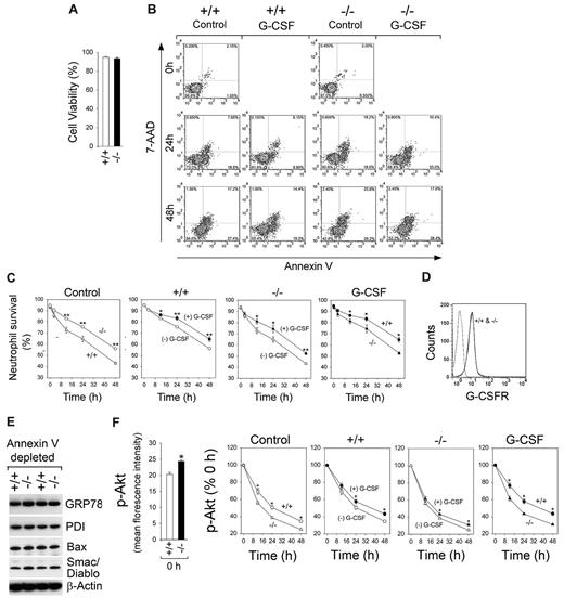 Figure 3. G-CSF can delay but not prevent apoptotic death of G6pc3−/− BM neutrophils cultured in vitro. The annexin V–depleted BM neutrophils were isolated from 6- to 8-week-old unaffected (+/+, ○, ●) and G6pc3−/− (−/−, Δ, ▴) littermates as described in “Neutrophil isolation.” (A) Neutrophil viability. (B) Representative flow cytometric analysis of neutrophil survival. (C) Quantitative analysis of neutrophil survival in untreated wild-type (○, ●) and G6pc3−/− (Δ, ▴) mice in the absence (○, Δ) or presence (●, ▴) of G-CSF. Data are the mean ± SEM of 4 independent experiments. (D) Flow cytometric analysis of G-CSFR. (E) Western blot analysis of protein extracts of neutrophils using antibodies against GRP78, PDI, Bax, Smac/Diablo, or β-actin. Each lane contains 50 μg protein. (F) Quantitative flow cytometric analysis of p-Akt in neutrophils of untreated wild-type (○, ●) and G6pc3−/− (Δ, ▴) mice in the absence (○, Δ) or presence (●, ▴) of G-CSF. Data are the mean ± SEM of 3 independent experiments. **P < .005. *P < .05.