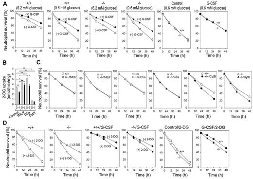 Figure 4. Effects of limiting glucose, fMLP, C5a, CytB, and 2-DG on apoptotic death of G6pc3−/− BM neutrophils cultured in vitro. The annexin V–depleted BM neutrophils were isolated from 6- to 8-week-old unaffected (+/+) and G6pc3−/− (−/−) littermates as described in “Neutrophil isolation.” (A) Quantitative analysis of neutrophil survival in untreated wild-type (○, ●, □, ■) and G6pc3−/− (Δ, ▴, ▿, ▾) mice in 6.2mM glucose (○, ●, Δ, ▴,) or 0.6mM glucose (□, ■, ▿, ▾)-containing medium in the absence (○, □, Δ, ▿) or presence (●, ■, ▴, ▾) of G-CSF. Data are the mean ± SEM of 4 independent experiments. (B) Effect of fMLP, C5a, or CytB on neutrophil 2-DG uptake. Glucose uptake was examined in annexin V–depleted BM neutrophils that were treated at 37°C for 15 minutes with 10−6M fMLP, 0.8 μg/mL C5a, or 5 μg/mL CytB. Data are the mean ± SEM of 3 independent experiments. (C) Quantitative analysis of neutrophil survival in untreated wild-type (○, ×, □, ●) and G6pc3−/− (Δ, ▿, ★, ▴) mice in 6.2mM glucose-containing medium in the presence of 10−6M fMLP (×, ▿), 0.8 μg/mL C5a (□, ★), or 5 μg/mL CytB (●, ▴). (D) Quantitative analysis of neutrophil survival in untreated wild-type (○, ●, □, ■) and G6pc3−/− (Δ, ▴, ▿, ▾) mice in 6.2mM glucose-containing medium in the absence (○, Δ, ●, ▴) or presence of 1mM 2-DG (□, ■, ▿, ▾), in the presence of G-CSF (●, ▴), or 2-DG/G-CSF (■, ▾). **P < .005. *P < .05.