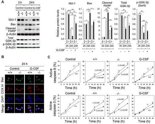 Figure 5. G-CSF delays G6pc3−/− neutrophil apoptosis by modulating apoptotic mediators. The annexin V–depleted BM neutrophils were isolated from 6- to 8-week-old unaffected (+/+, ○, ●) and G6pc3−/− (−/−, Δ, ▴) littermates as described in “Neutrophil isolation.” (A) Western blot analysis of protein extracts of neutrophils using antibodies against Mcl-1, Bax, cleaved PARP, total GSK-3β, p-GSK-3β (Ser9), or β-actin. Each lane contains 50 μg protein. The relative protein levels of Mcl-1, Bax, cleaved PARP, total GSK-3β, or p-GSK-3β (Ser9) were quantified by densitometry of 3 or 4 separate pairs of Western blots. (B) Representative confocal microscopic analysis of Bax (green fluorescence), COX IV (red fluorescence, mitochondria), and DAPI nuclei (blue fluorescence) staining (original magnification ×1000). (C) Quantitative flow cytometric analysis of active caspase-9 and caspase-3 in neutrophils of untreated wild-type (○, ●) and G6pc3−/− (Δ, ▴) mice in the absence (○, Δ) or presence (●, ▴) of G-CSF. Data are the mean ± SEM of 3 independent experiments. **P < .005. *P < .05.
