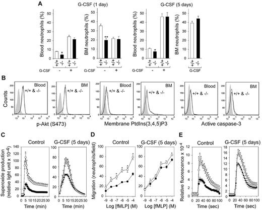 Figure 6. In vivo G-CSF therapy corrects neutropenia and improves neutrophil function in G6pc3−/− mice. G6pc3−/− (−/−) and control (+/+) littermates were treated with recombinant mouse G-CSF for 1 or 5 days. (A) Blood and BM neutrophil counts in untreated and G-CSF–treated mice. (B) Representative flow cytometric analysis of neutrophil p-Akt, membrane-bound PtdIns(3,4,5)P3, and active caspase-3 in 5-day G-CSF–treated control and G6pc3−/− mice. (C) Neutrophil respiratory burst activity in response to 200 ng/mL of phorbol myristate acetate in untreated and 5-day G-CSF–treated control (○) and G6pc3−/− (●) mice. (D) Neutrophil concentration-dependent chemotaxis in response to fMLP in untreated and 5-day G-CSF–treated control (○) and G6pc3−/− (●) mice. (E) Neutrophil calcium flux in response to 10−6M of fMLP in untreated and 5-day G-CSF–treated control (○) and G6pc3−/− (●) mice. Data are the mean ± SEM of 3 (untreated) or 6 (G-CSF–treated) independent experiments. *P < .05.