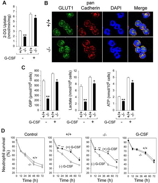 Figure 7. In vivo G-CSF therapy increases neutrophil 2-DG uptake, the expression of GLUT1, and intracellular G6P, lactate, and ATP levels. BM neutrophils were isolated from 6- to 8-week-old control (+/+) and G6pc3−/− (−/−) littermates after 5-day G-CSF therapy. (A) Neutrophil 2-DG uptake in untreated and 5-day G-CSF–treated control and G6pc3−/− mice. Data are the mean ± SEM of 3 (untreated) or 6 (G-CSF–treated) independent experiments. (B) Representative immunofluorescence of neutrophil GLUT1 staining (green fluorescence), pan Cadherin membrane staining (red fluorescence), and DAPI nuclei staining (blue fluorescence) (original magnification ×1000). (C) Neutrophil G6P, lactate, and ATP levels in untreated and 5-day G-CSF–treated control and G6pc3−/− mice. Data are the mean ± SEM of 3 (untreated) or 6 (G-CSF–treated) independent experiments. (D) Quantitative flow cytometric analysis of survival of in vitro cultured neutrophils isolated from 5-day G-CSF–treated wild-type (○, ●) and G6pc3−/− (Δ, ▴) mice in the absence (○, Δ) or presence (●, ▴) of G-CSF. Data are the mean ± SEM of 4 independent experiments. **P < .005. *P < .05.