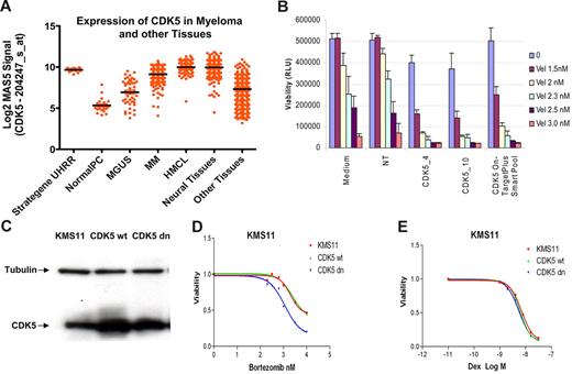 Figure 4. Validation of CDK5 as a sensitizer hit. (A) CDK5 expression in myeloma cells. The expression of CDK5 on the Affymetrix U133A chip across the different samples in MMRC database is represented. The samples are grouped according to their diagnosis. (B) Confirming sensitizing activity using multiple CDK5 siRNAs. Control siRNA, CDK5_4, CDK5_10, and CDK5 On-TargetPlus smart pool were loaded on a 384-well plate at the final concentration of 13nM. After adding lipofectamine 2000 and KMS11 cells, the plate was incubated at 37°C for 24 hours. The vehicle and bortezomib at the indicated doses were added. The cell viability was determined at 96 hours by CellTitre-Glo luminescence. The data at each point represent the mean values of 6 wells (mean ± SD). (C-E) CDK5 kinase activity is required for bortezomib sensitization. KMS11 cell were infected with lentiviruses expressing either wild-type CDK5 or “kinase dead” dominant negative CDK5. The expression of exogenous both CDK5 proteins (C) and cell responses to bortezomib and dexamethasone were assessed and presented (D-E).