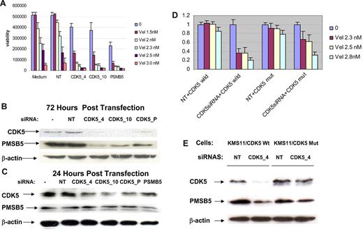 Figure 7. PMSB5 as a possible mediator to enhance bortezomib sensitivity after CDK5 silencing. (A) Viability assay was performed with a validated PMSB5 siRNA and 2 CDK5 siRNAs transfected-KMS11 cells in the presence of various doses of bortezomib. (B) Immunoblotting analysis confirmed that PMSB5 protein level decreased substantially at 72 hours after transfection of KMS11 cells with different CDK5 siRNA species. (C) At 24 hours after transfection, only CDK5 expression was down-regulated. (D) Overexpression of an siRNA-resistant CDK5 mutant in KMS11 cells impaired cdk5 siRNA-induced bortezomib sensitization. KMS11 cells were infected with the lentiviruses expressing either wild-type or mutated CDK5. After confirming expression of exogenous CDK5, both infected cells were subsequently transfected with NT and CDK5_4 siRNA. At 24 hours after transfection, cells were treated with various doses of bortezomib, and cell viability was assessed after 72 hours of treatment. The data at each point represent the mean values of 6 wells (mean ± SD). (E) Western blot analysis of CDK5 and PSMB5 expression in KMS11 cells that overexpress wild-type CDK5 and mutant CDK5 at day 3 after introduction of control oligos (NT) and CDK5_4 siRNA.