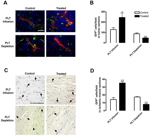 Figure 2. Platelet presence alters BMDC recruitment to hypoxic tissues. Lethally irradiated WT mice were reconstituted with GFP BM. After tumor implantation (A-B) or hindlimb ischemia surgery (C-D), 3 × 109 platelets were infused into mice every 5 days by tail vein injection (PLT Infusion, Treated). Control mice were injected with PBS (PLT Infusion, Control). Separately, mice were treated intravenously with 2 μg/g body weight rat antimouse GPIbα to deplete platelets (PLT Depletion, Treated) or rat IgG (PLT Depletion, Control). Injections were repeated every 3 days. (A-B) Subcutaneous B16-F10 tumors were removed after 9 days of growth. Tumors were sectioned and stained for blood vessels using a smooth muscle actin antibody (red) and 4,6-diamidino-2-phenylindole (blue). GFP+ BMDCs were counted per field. (C-D) Muscles were sectioned after 14 days of ischemia. GFP+ BMDCs were visualized by immunostaining (brown) and counted per field. Arrows indicate GFP+ cells. Scale bars represent 50 μm. Staining was quantified as mean GFP+ cells per field ± SEM (n = 5). *P < .05 vs control (Student t test). ***P < .005 vs control (Student t test).
